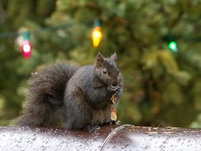A squirrel snacks on sycamore seeds. (Free Press file photo)