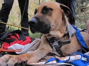 Ranger, safe and back on the trail. (Oregon Humane Society)
