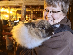 Jim Moodie/The Sudbury Star
Nancy McMurdy of Deer Creek Ranch holds a French Angora rabbit whose lush coat will be shorn and spun into wool.