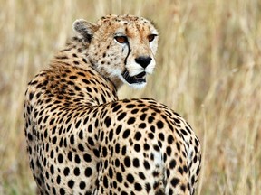 Cheetah.

REUTERS/Radu Sigheti/Files