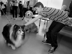 Noah Jones pets therapy dog Bandit as the canine officially retires after he served 500 hours during the Paws for Reading program at Quinte West Public Library in Trenton, Ont. Saturday, April 11, 2015.- Jerome Lessard/Belleville Intelligencer/QMI Agency