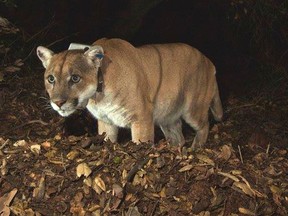 National Park Service photo of the Griffith Park mountain lion known as P-22 is shown in this remote camera image set up on a fresh deer kill in Griffith Park in this November 2014 photo. The mountain lion was found on April 13, 2015 taking refuge in the crawl space under a Los Angeles house and resisting all efforts to evict him.  REUTERS/National Park Service/Handout
