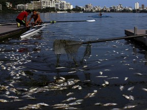 Dead fish are pictured next to rowing athletes as they attend a training session at the Rodrigo de Freitas lagoon, in Rio de Janeiro on Monday, April 13, 2015. (Ricardo Moraes/Reuters)