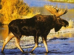 Moose