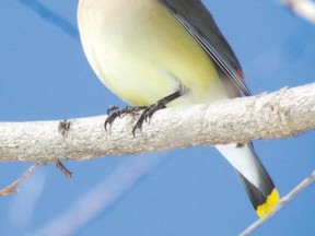 The high-pitched trilling of cedar waxwings was heard in Kilally Meadows in north London this week. These sleek, masked birds feed primarily on berries and other fruits. They also eat some insects. (PAUL NICHOLSON/Special to Postmedia Network)