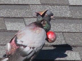 The SPCA is investigating after a pigeon was spotted with a paper hat and bell attached to it on April 12, 2015. (Postmedia Network/Gary McDougall)