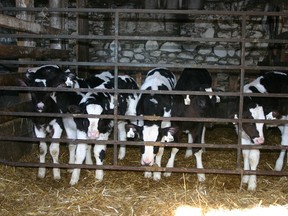 heifers