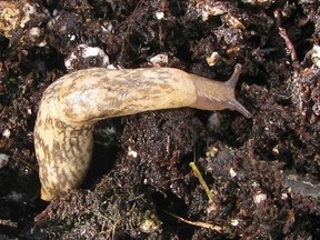 Neonicotinoid insecticides can collect in the bodies of slugs with no ill effect for the mollusks.