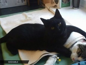 A nine-month-old black feline is known as the cat nurse for comforting injured animals at a Polish shelter. (YouTube screengrab)