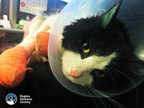 A young cat named Bruce Almighty, who was found in the freezing cold earlier this year with electrical tape tightly wrapped around its legs, is recovering nicely, the Regina Humane Society says.
(Courtesy the Regina Humane Society/Facebook)