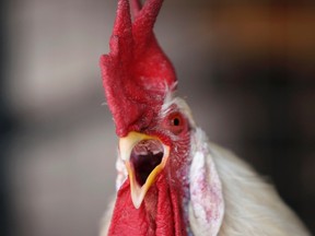 A chicken crows at a yard in central Beijing in this April 13, 2013 file photo. (REUTERS/Jason Lee)