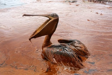 An oil-covered brown pelican sits in a pool of oil along Queen Bess Island Pelican Rookery, about 4.8 km (3 miles) northeast of Grand Isle, Louisiana, in this file photo taken June 5, 2010. REUTERS/Sean Gardner/Files (