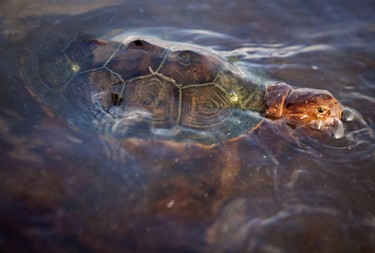 A sea turtle covered in oil from the Deepwater Horizon oil spill swims off Grand Terre Island, Louisiana in this June 8, 2010 file photo. REUTERS/Lee Celano/Files