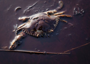 A dead crab sits among oil from the Deepwater Horizon oil spill on a beach in Grand Terre Island, Louisiana June 9, 2010.     REUTERS/Lee Celano/Files