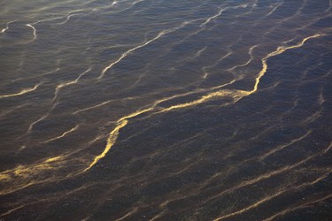 A large area of oil is seen visible on the water near the source of Deepwater Horizon spill in the Gulf of Mexico off the Louisiana coast July 13, 2010. REUTERS/Lee Celano