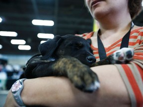 Angelina Wanamaker holds Loki, a 7-weeks-old blue heeler cross at the infinite Woofs Animal Rescue Society during the Edmonton Woman's Show at the Edmonton Expo Centre in Edmonton, Alta., on Sunday April 19, 2015. Ian Kucerak/Edmonton Sun/Postmedia Network