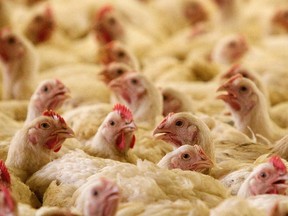 A poultry farm is pictured in this file photo. (REUTERS/Vasily Fedosenko)