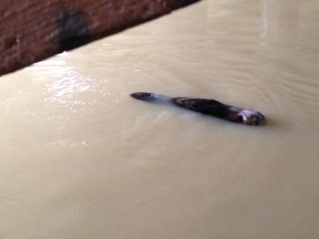 A reader sent us this picture of a beaver taking a leisurely swim in the Sydenham River near the Lord Selkirk Bridge last week.