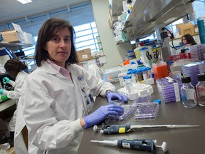 Carolina Ilkow is the lead author on a new study for pancreatic cancer at the Ottawa Hospital. Her team has found a way to manipulate the cancer cells and help other health professionals around the world understand how pancreatic cancer works.
DANI-ELLE DUBE/Ottawa Sun/Postmedia Network
