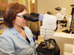 Medical laboratory technologist Ela Hanson examines blood cells in the hematology department. John Lappa/Sudbury Star