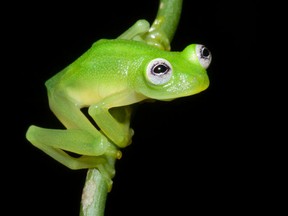 A new species of amphibian that's Kermit the Frog's doppelganger has been discovered in the Costa Rican rainforest. (Postmedia Network/Brian Kubicki)