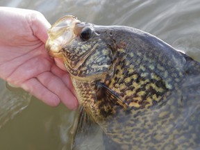 Black crappie are plentiful throughout the region and can be caught in great numbers in early spring. (Supplied photo)