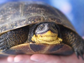 A Blanding's turtle. (Postmedia Network files)