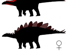 Illustrations of Stegosaurus with wide plates and tall plates are seen in a handout image from Evan Saitta, a student at Britain's University of Bristol. (EVAN SAITTA/Handout via Reuters)