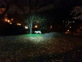 A coyote was spotted in an exclusive Manhattan neighbourhood Wednesday, triggering a police hunt. (@NYPD24Pct)