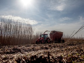 A harvester cuts and mulches woody willows grown at a research site next to the Whitecourt Wastewater Treatment Plant on Wednesday April 22, 2015 in Whitecourt, Alta. The site researches how to more cost-effectively use biomass as a renewable energy source. On April 22, a collection of academics, scientists and industry supports toured the Whitecourt site and witnessed the harvesting demo.

Adam Dietrich | Whitecourt Star | Postmedia Network