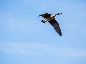 A goose, returned from winter migration, flies over the Athabasca River on Sunday April 19, 2015 in Whitecourt, Alta. 

Adam Dietrich | Whitecourt Star | Postmedia Network