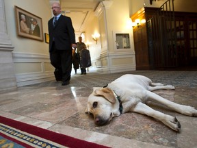 A five-year-old Canine Ambassador Smudge, a golden Labrador retriever dog, is seen at the Fairmont Hotel MacDonald in Edmonton, Alta., on Wednesday, May 22, 2013. The dog greets guests to the hotel Monday to Friday, 8 a.m. to 5 p.m. Ian Kucerak/Edmonton Sun Fairmont Hotel MacDonald