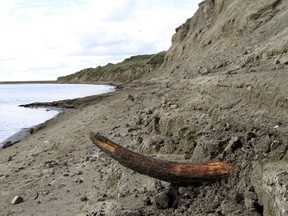 A mammoth tusk is pictured by a river on the Taimyr Peninsula in Siberia. (REUTERS/Love Dalen)