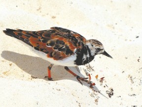 Ruddy turnstones are shorebirds that overwinter on the seacoasts of South America then migrate to their breeding grounds on the tundra of Canada?s high Arctic archipelago. We can see them each spring when they touch down for rest and refuelling at Essex County?s Hillman Marsh and other Southwestern Ontario locations. (MICH MacDOUGALL CAPA/Special to Postmedia Network)