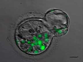 Early-stage human embryos created by fusing a skin cell from a woman with a donated human egg whose DNA was removed are seen in an undated handout image provided by Dieter Egli of the New York Stem Cell Foundation (NYSCF). The green fluorescence marks the nucleus of the fused cell.  REUTERS/Dieter Egli/NYSCF/Handout via Reuters