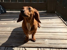 Lucy the miniature wiener dog survived 13 days trapped underneath a concrete slab in the backyard of its Kansas home. (YouTube screengrab)