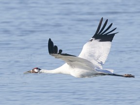 Whooping cranes