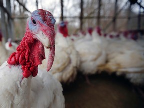 The animal health laboratory at the University of Guelph notified the Canadian Food Inspection Agency (CFIA) Thursday of a “presumptive H5 avian influenza” infection at a third Oxford County farm.
REUTERS/Brian Snyder file photo