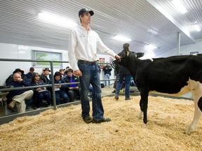 Leadsman Clint Walker walks Haldrey Fever Love, first offspring of Maggie Jenkins’ first 4-H show calf, into the sale ring at Walker Farms Friday. (CRAIG GLOVER, The London Free Press)