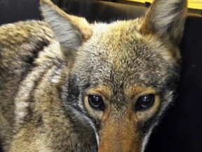 A coyote is shown after being captured by the New York City Police Department in New York, April 25, 2015. (Handout)