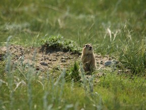 A Richardson's ground squirrel.