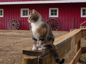 The Winnipeg Humane Society's Barn Buddies gives cats that aren't deemed adoptable an opportunity to live in a select rural farm, barn or shop.
