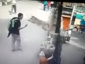 A wild monkey jumps towards a young man, shortly after he had flipped off the animal. (YouTube screengrab)