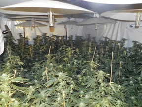 RCMP seized approximately 500 marijuana plants from a home in the Lac du Bonnet area last week. (RCMP PHOTO)