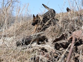 Eddie. an RCMP service dog, helped Dauphin Mounties track down a suspect on Sunday in connection with the theft of an ATV. (RCMP PHOTO)