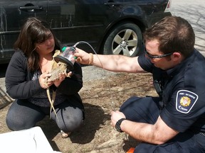 Stacey Brickman holds her pet bearded dragon as it receives oxygen from an animal resuscitation machine, April 28, 2015. (KEATON ROBBINS/Postmedia Network)