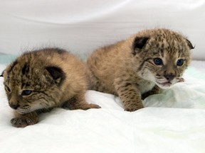 This handout picture dated on May 3, 2008 by the Iberian Lynx Conservation Breeding Programme shows newly born lynx cubs at the captive breeding center of the Donana National Park, southern Spain. Within 50 years, climate change will probably wipe out the world's most endangered feline, the Iberian lynx, even if the world meets its target for curbing carbon emissions, biologists said on July 21, 2013.    AFP PHOTO / HO / Donana National Park