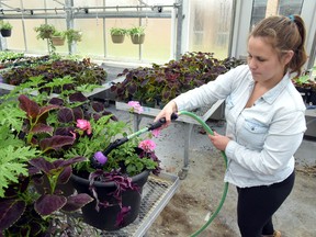 Brooke Hildebrant waters a section of plants in the Glendale greenhouse.