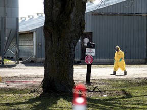 A CFIA worker dressed in a hazmat suit walks by a no entry sign on a turkey farm just outside of Woodstock. The farm was the first location infected with the avian flu virus. Near Woodstock, Ont. on Wednesday April 29, 2015. (Bruce Chessell/Woodstock Sentinel-Review/Postmedia Network)