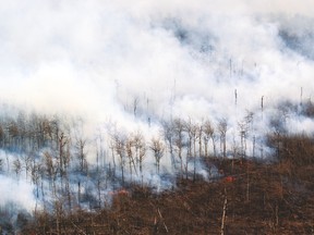 Last week, fire managers endeavoured to burn over 1200 hectares of land in order to restore the landscape to its native prairie grasses by reducing the encroaching aspen and evergreen tree population. Greg Cowan photos/Pincher Creek Echo.